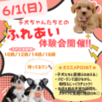 販売中の神奈川県のマルプー:マルチーズ×トイプードル-390330の4枚目