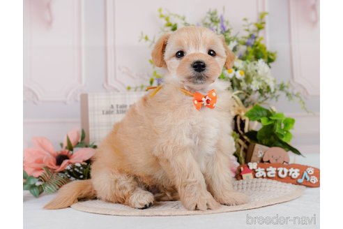販売中の神奈川県のマルプー:マルチーズ×トイプードル-390332の13枚目