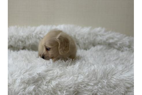 成約済の大分県のカニンヘンダックスフンド(ロングヘアード)-385776の17枚目