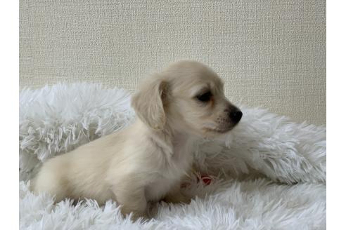 成約済の大分県のカニンヘンダックスフンド(ロングヘアード)-385772の25枚目