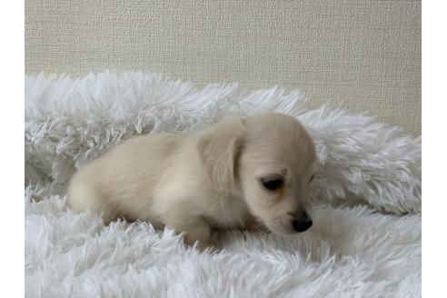 成約済の大分県のカニンヘンダックスフンド(ロングヘアード)-385772の22枚目
