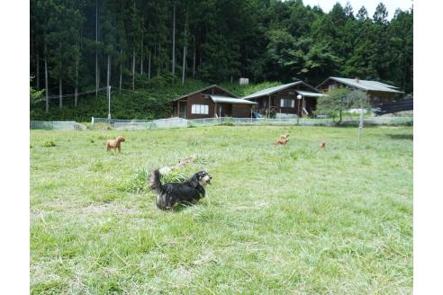 成約済の群馬県のポメラニアン-388484の2枚目