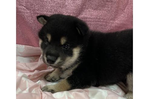 販売中の愛知県の柴犬-390421の8枚目
