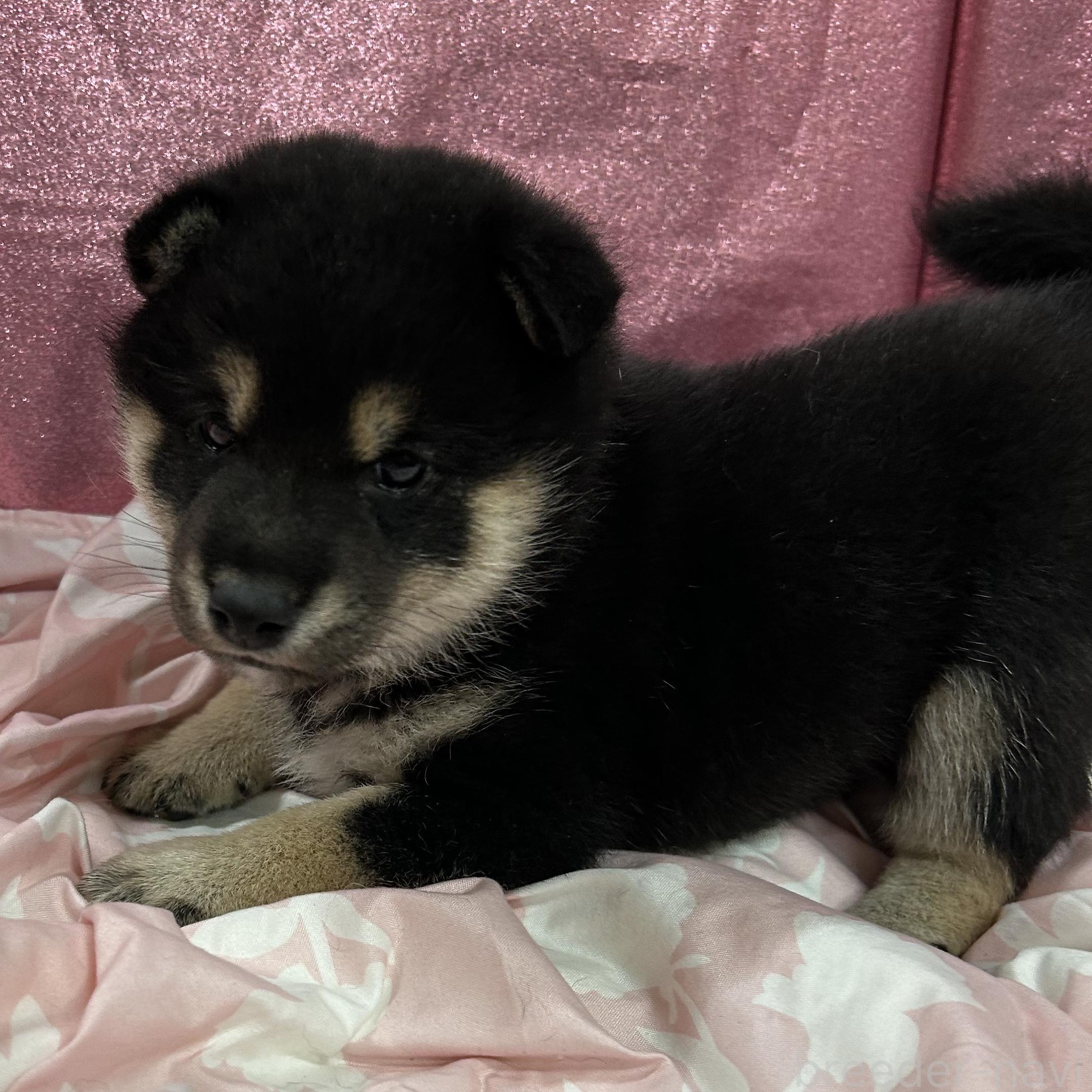 販売中の愛知県の柴犬-390421の7枚目