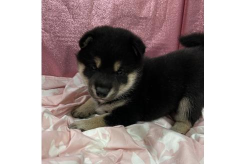 販売中の愛知県の柴犬-390421の6枚目