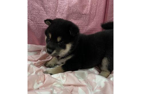 販売中の愛知県の柴犬-390421の5枚目