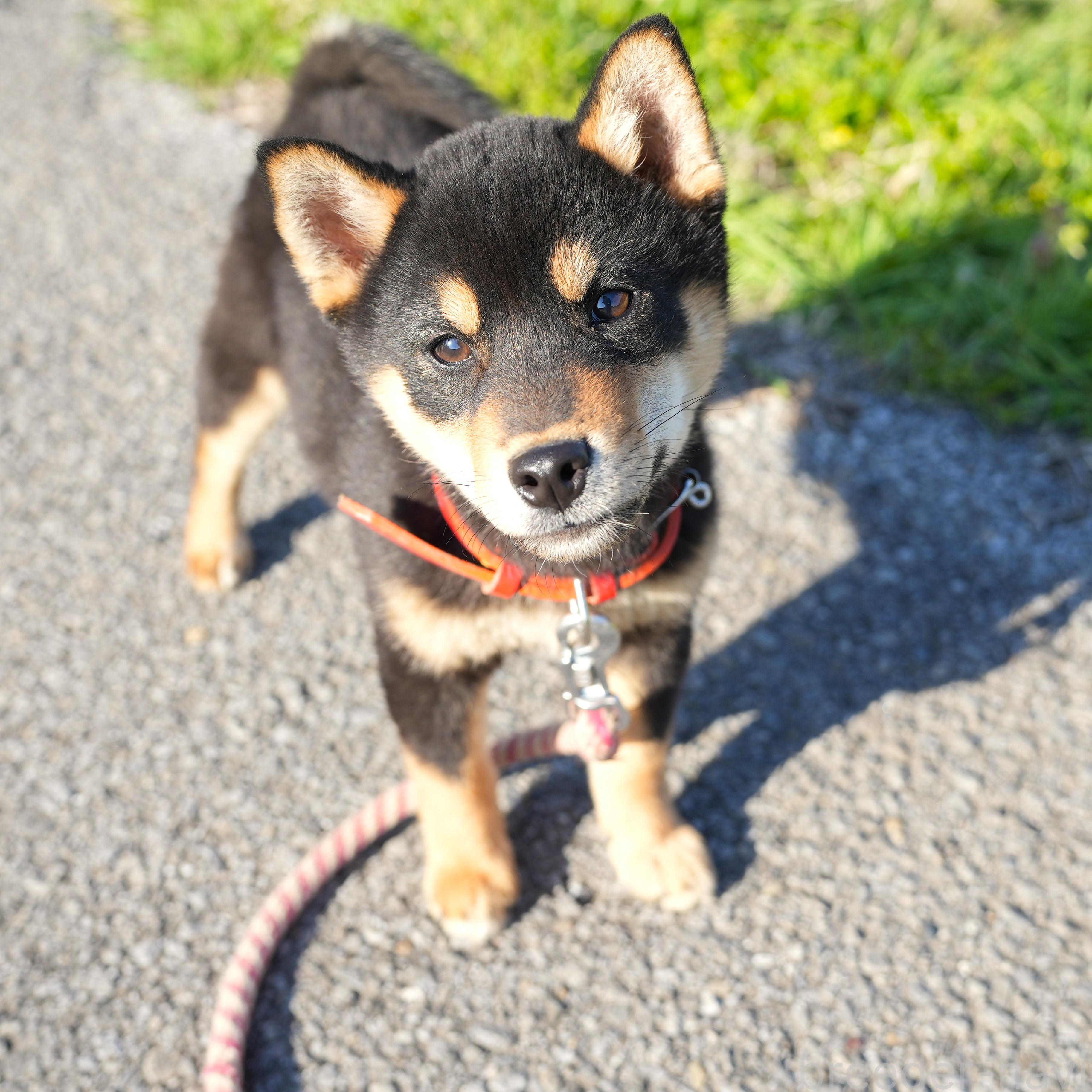 販売中の千葉県の柴犬-390422の1枚目