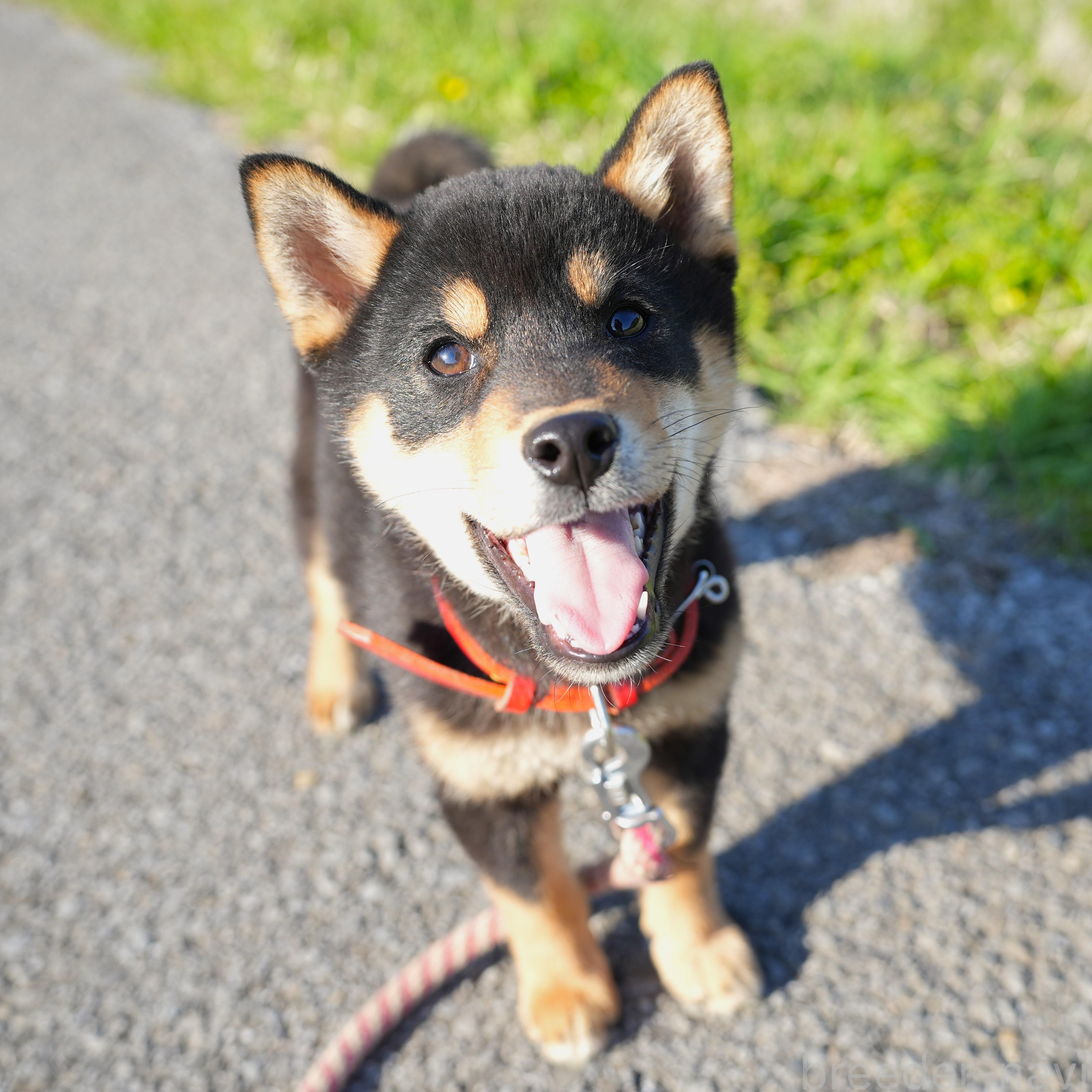 販売中の千葉県の柴犬-390422の5枚目