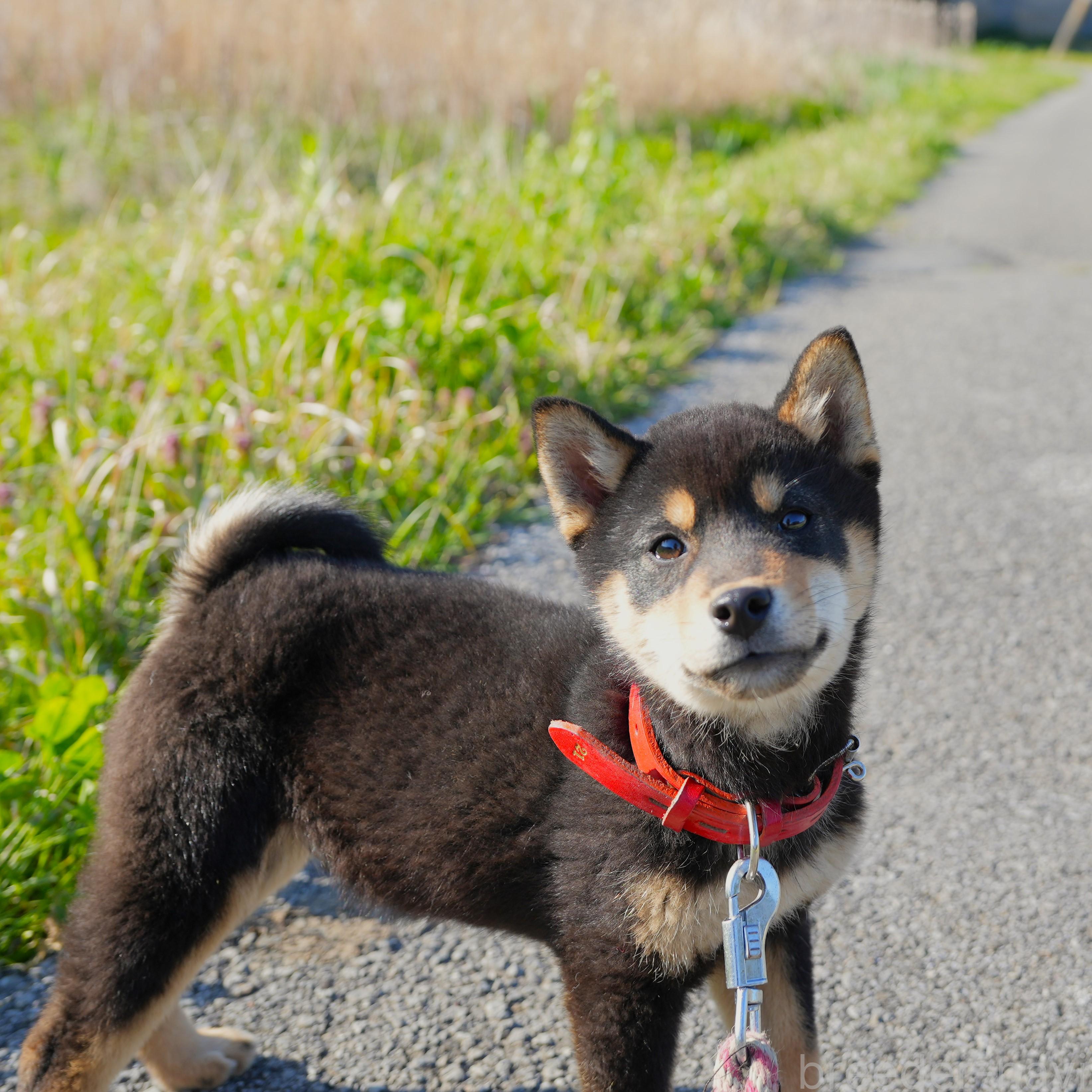 販売中の千葉県の柴犬-390422の4枚目