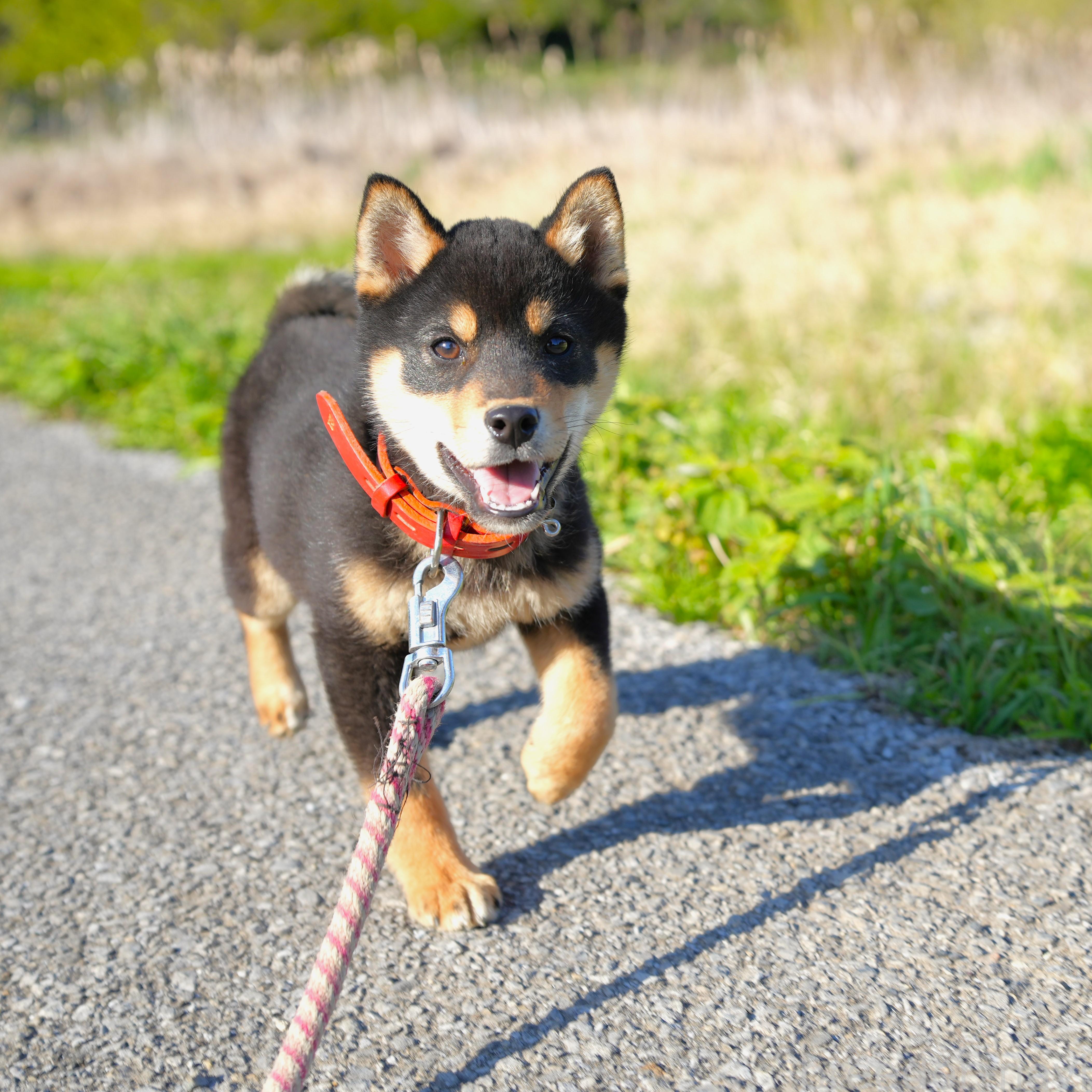 販売中の千葉県の柴犬-390422の3枚目