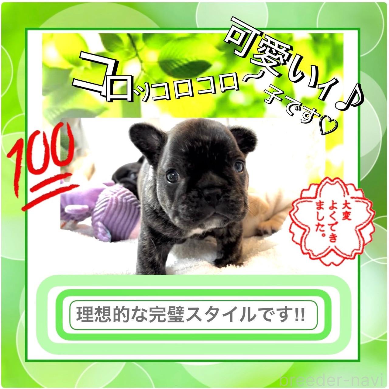 販売中の大阪府のフレンチブルドッグ-390463の15枚目