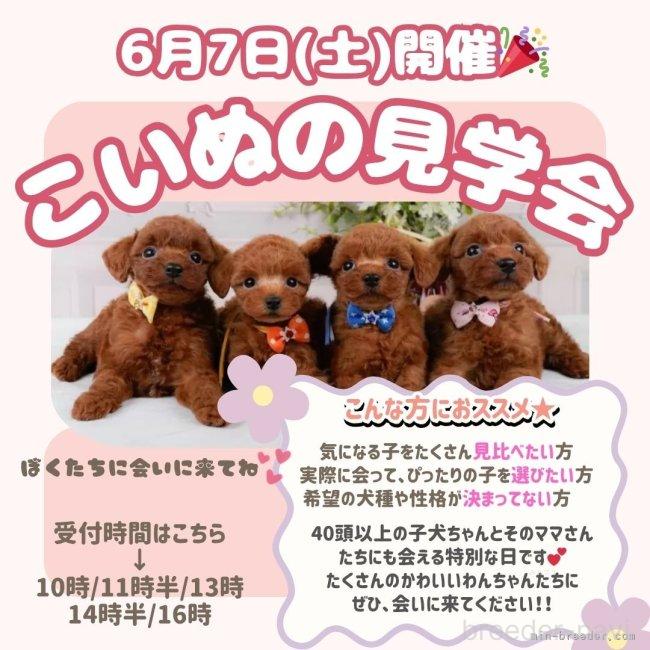 販売中の神奈川県のチワワ(ロングコート)-389920の2枚目