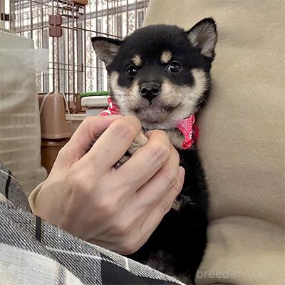 販売中の神奈川県の豆柴-390065の2枚目