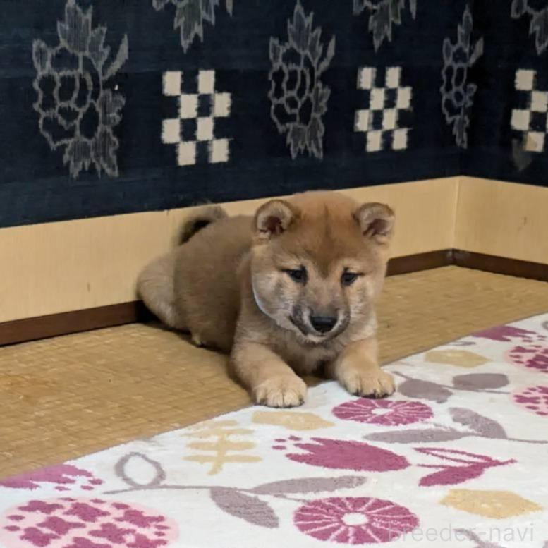 オンライン見学