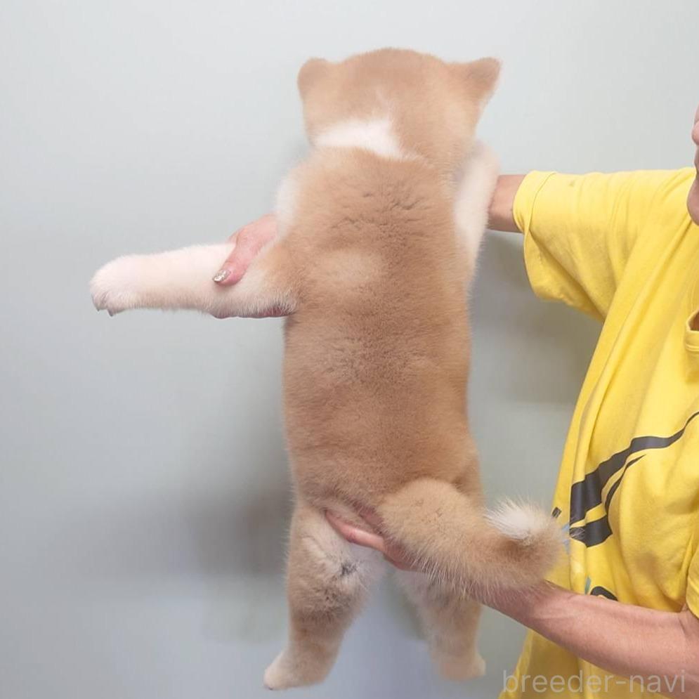 販売中の茨城県の秋田犬-390480の5枚目