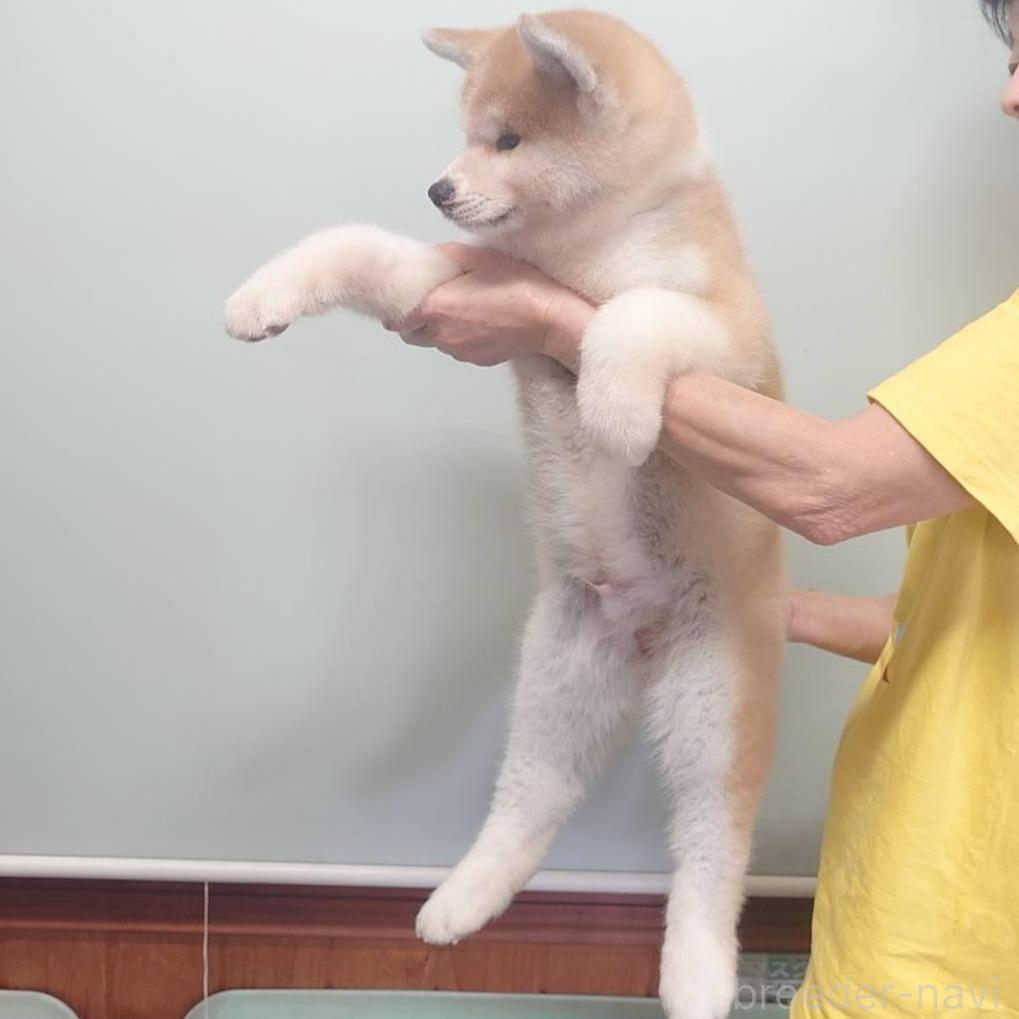 販売中の茨城県の秋田犬-390480の4枚目