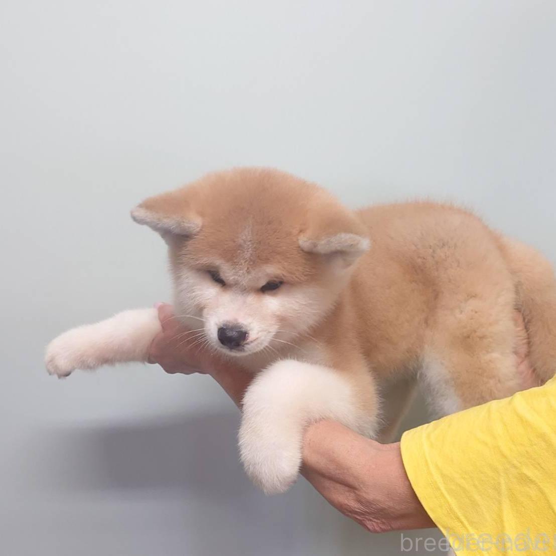 販売中の茨城県の秋田犬-390480の3枚目