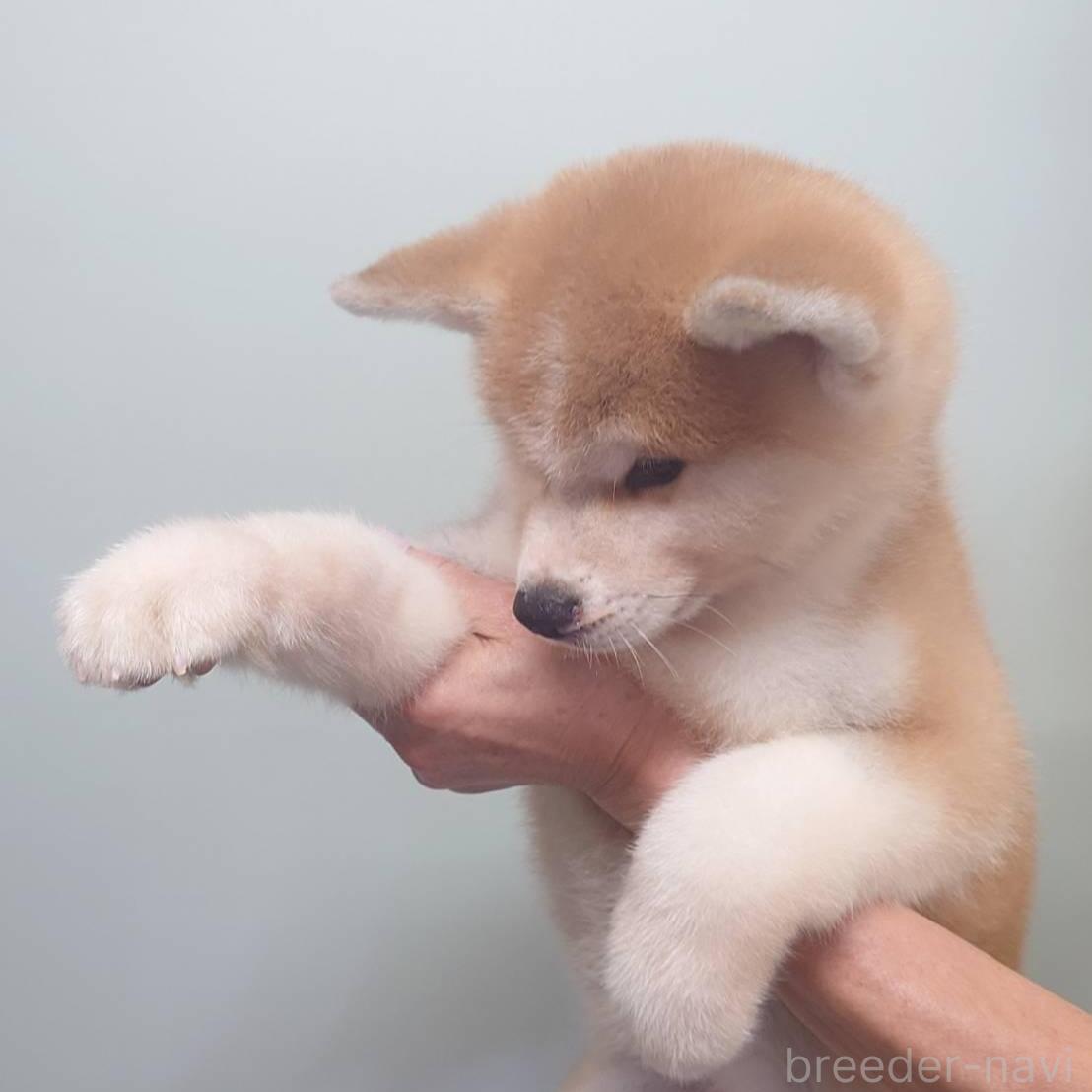 販売中の茨城県の秋田犬-390480の2枚目