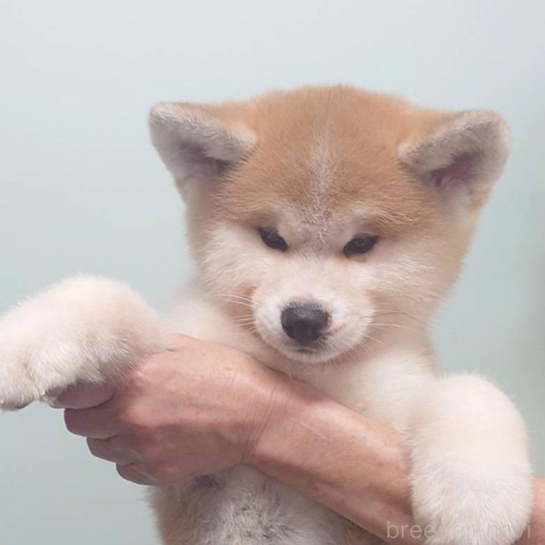 販売中の茨城県の秋田犬-390480