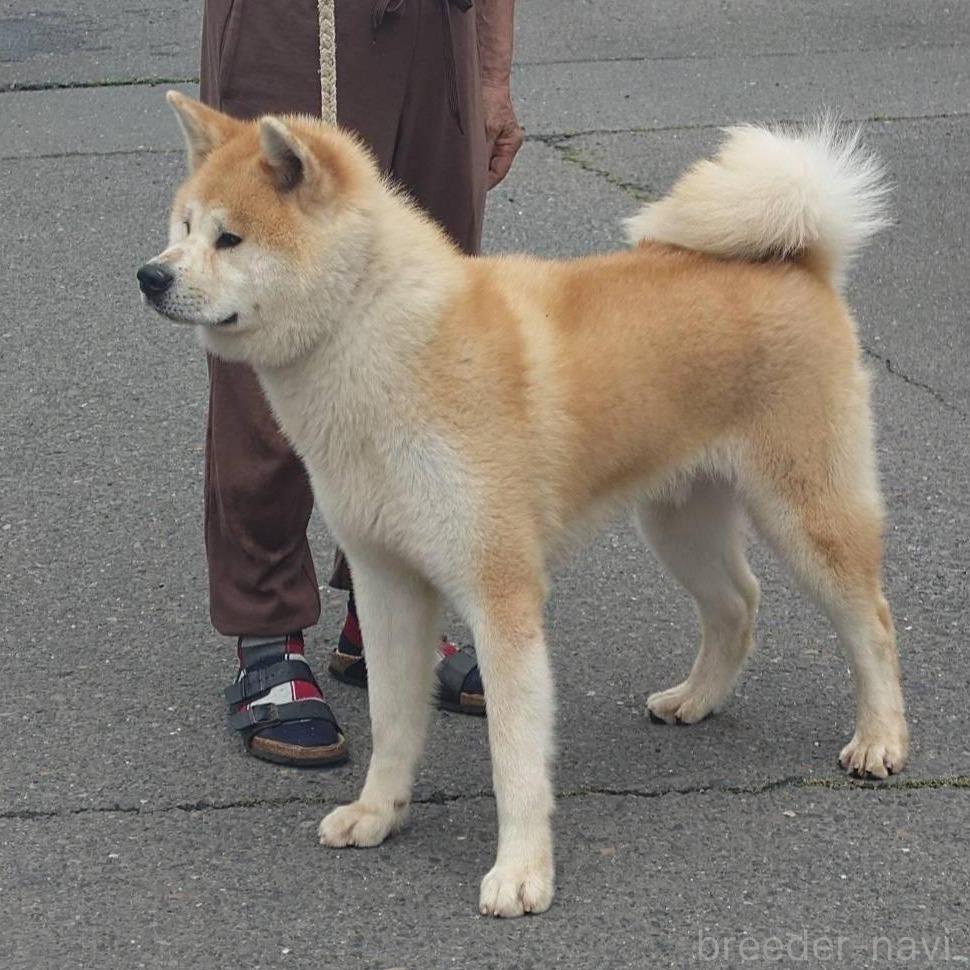 商談中の茨城県の秋田犬-390482の4枚目