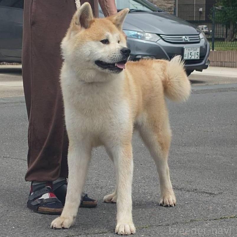 商談中の茨城県の秋田犬-390482の3枚目