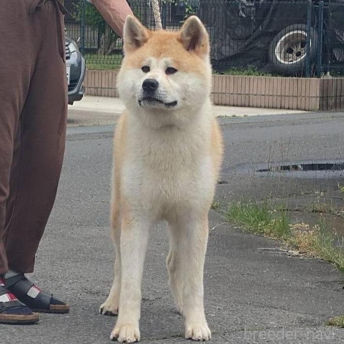 商談中の茨城県の秋田犬-390482の2枚目