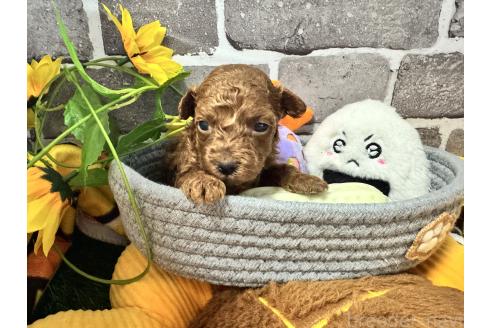 販売中の茨城県のトイプードル-390488の4枚目