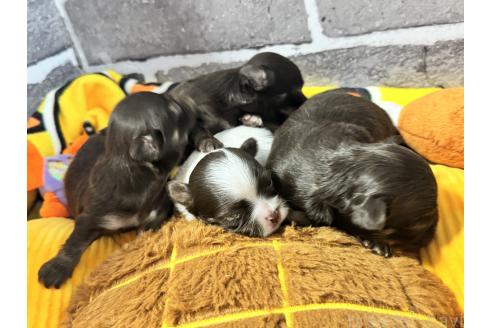 販売中の茨城県のチワワ(ロングコート)-390492の4枚目