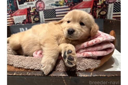 販売中の埼玉県のゴールデンレトリーバー-390460の3枚目