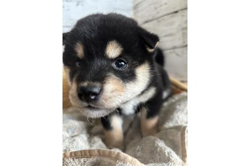 販売中の静岡県の柴犬-390497の9枚目