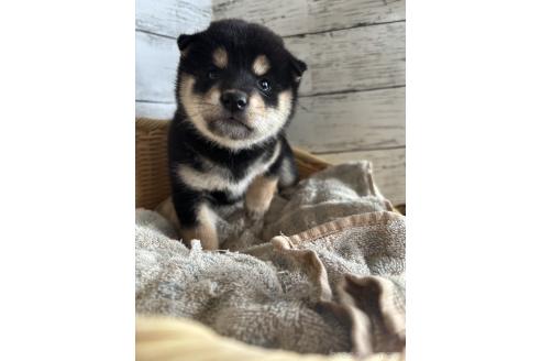 販売中の静岡県の柴犬-390497の8枚目
