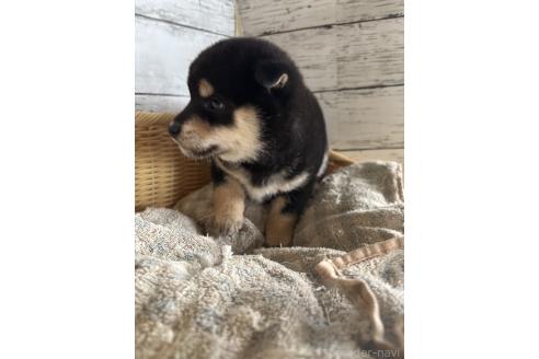 販売中の静岡県の柴犬-390497の6枚目