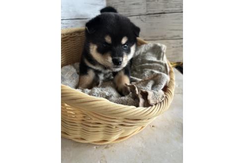 販売中の静岡県の柴犬-390497の7枚目