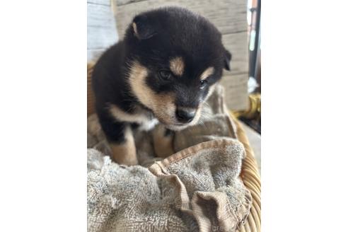 販売中の静岡県の柴犬-390497の5枚目