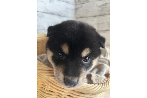 販売中の静岡県の柴犬-390497の4枚目