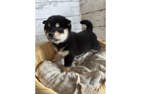 販売中の静岡県の柴犬-390497の3枚目