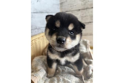 販売中の静岡県の柴犬-390497の2枚目