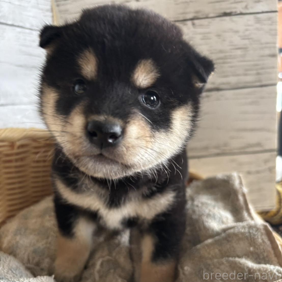 販売中の静岡県の柴犬-390497の1枚目