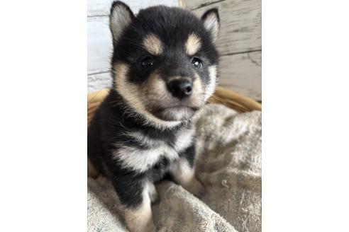 販売中の静岡県の柴犬-390499の8枚目