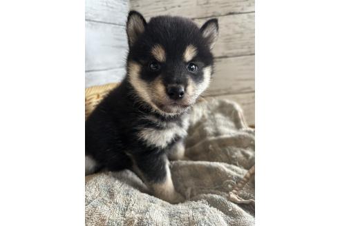 販売中の静岡県の柴犬-390499の7枚目
