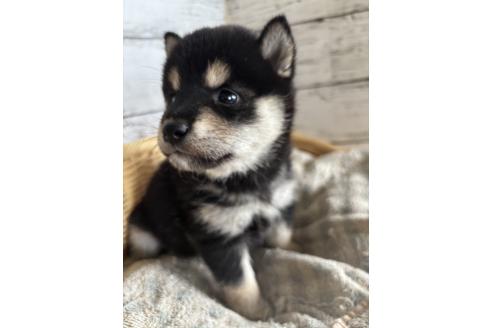 販売中の静岡県の柴犬-390499の6枚目