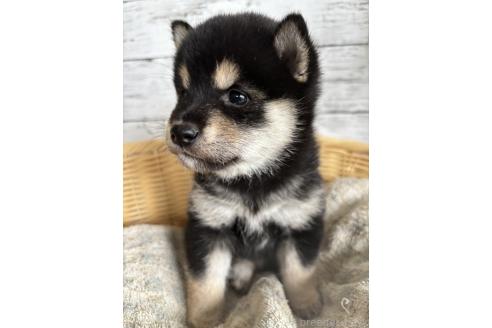 販売中の静岡県の柴犬-390499の5枚目