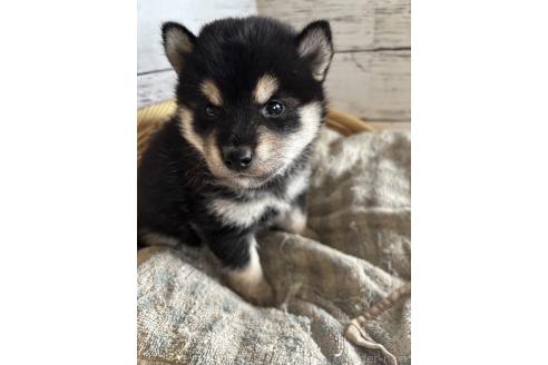 販売中の静岡県の柴犬-390499の3枚目