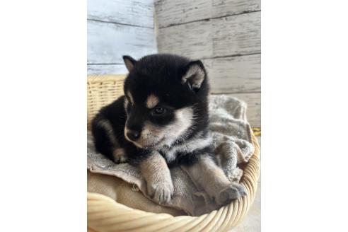 販売中の静岡県の柴犬-390499の2枚目