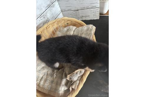 販売中の静岡県の柴犬-390501の8枚目