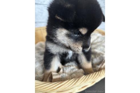 販売中の静岡県の柴犬-390501の7枚目