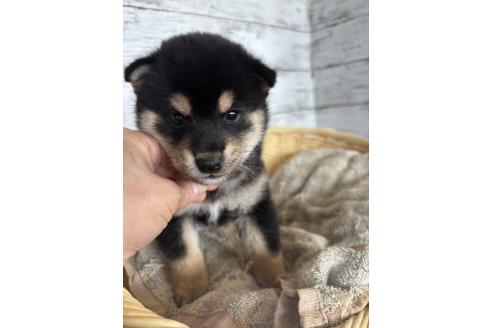 販売中の静岡県の柴犬-390501の6枚目