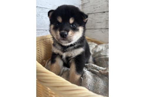 販売中の静岡県の柴犬-390501の5枚目