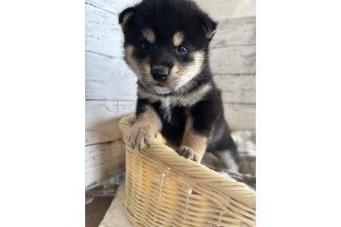 販売中の静岡県の柴犬-390501の4枚目