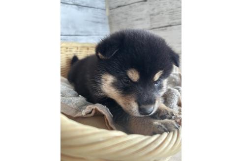 販売中の静岡県の柴犬-390501の2枚目